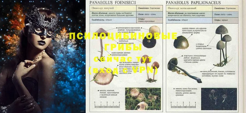 купить  сайты  Воронеж  Псилоцибиновые грибы Psilocybe 